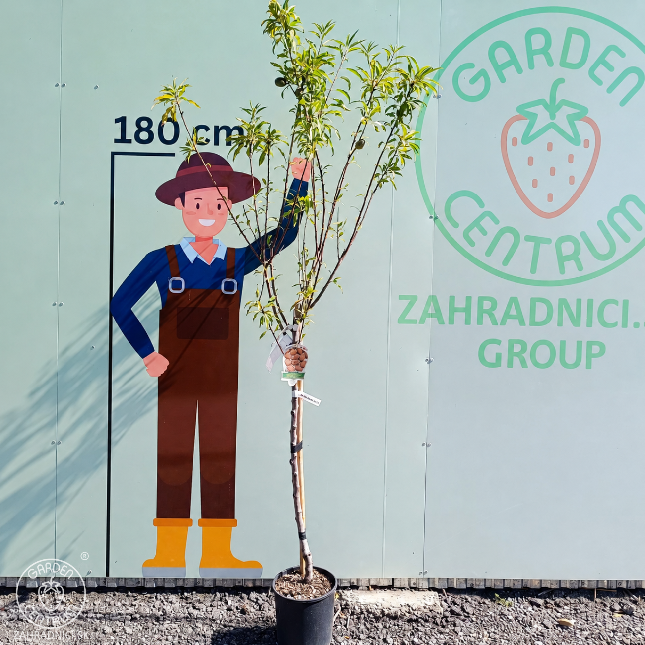 Obrázok Mandľa obyčajná (Amygdalus communis) ´SANTA CATERINA´ - výška 200-230 cm, obvod kmeňa 6/8cm, kont. C10L (-20°C)